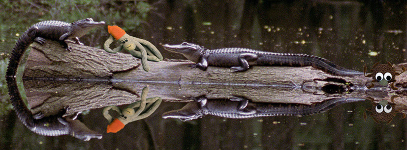 Everglades Crocodiles